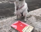 Our Barker-in-Chief gives some doggone great Melville House book reviews